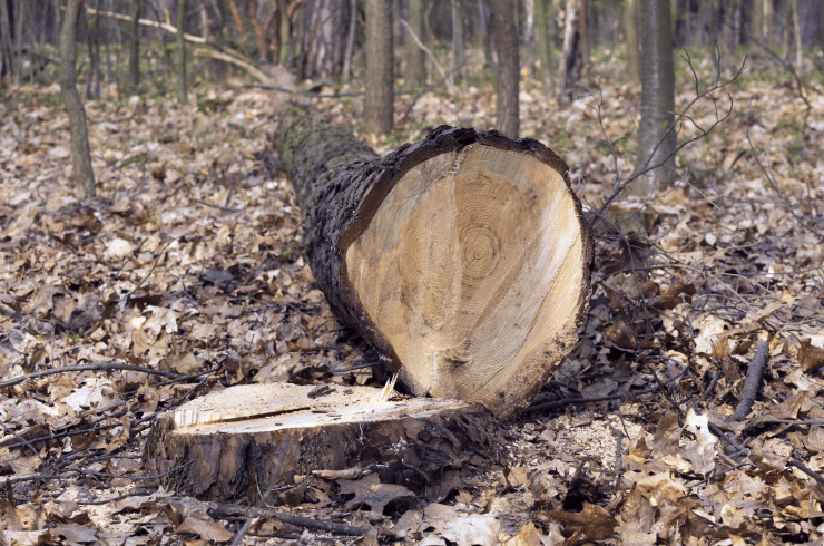 Landscaping & Tree Services