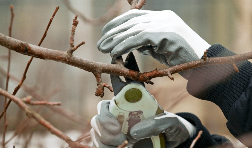 Tree Maintenance